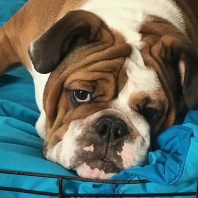 Bulldogs For Sale | Sheryl Star English Bulldogs | Michigan Dog Breeder