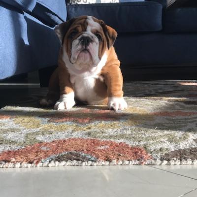 Bulldogs For Sale | Sheryl Star English Bulldogs | Michigan Dog Breeder