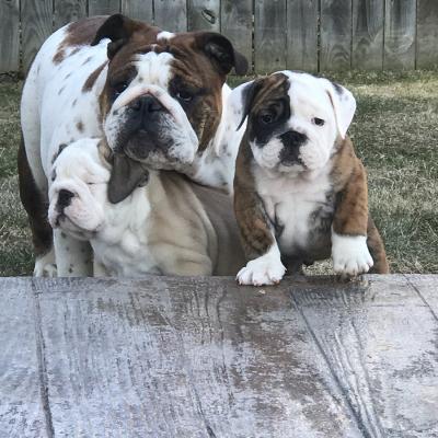 Bulldogs For Sale | Sheryl Star English Bulldogs | Michigan Dog Breeder