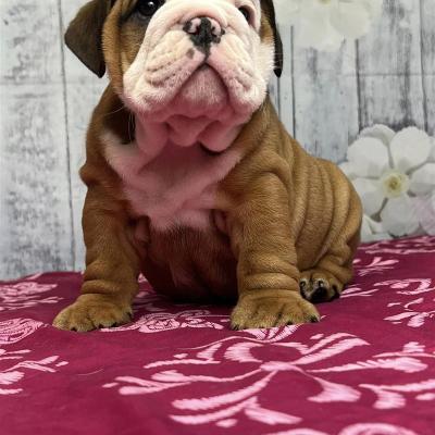 Bulldogs For Sale | Sheryl Star English Bulldogs | Michigan Dog Breeder