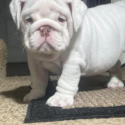 Bulldogs For Sale | Sheryl Star English Bulldogs | Michigan Dog Breeder