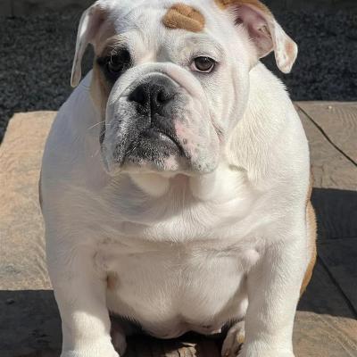 Bulldogs For Sale | Sheryl Star English Bulldogs | Michigan Dog Breeder