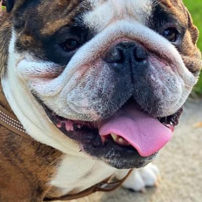 Bulldogs For Sale | Sheryl Star English Bulldogs | Michigan Dog Breeder