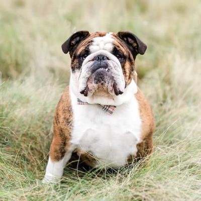 Bulldogs For Sale | Sheryl Star English Bulldogs | Michigan Dog Breeder