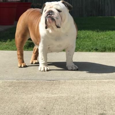Bulldogs For Sale | Sheryl Star English Bulldogs | Michigan Dog Breeder