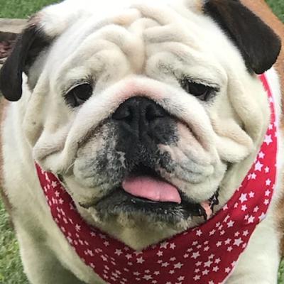 Bulldogs For Sale | Sheryl Star English Bulldogs | Michigan Dog Breeder