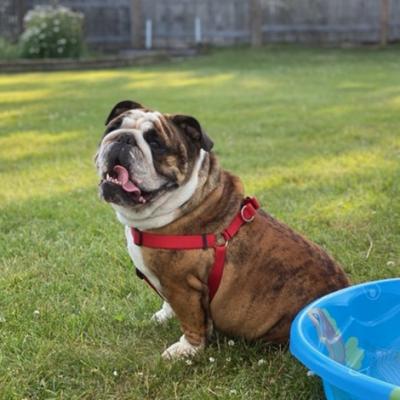 Bulldogs For Sale | Sheryl Star English Bulldogs | Michigan Dog Breeder