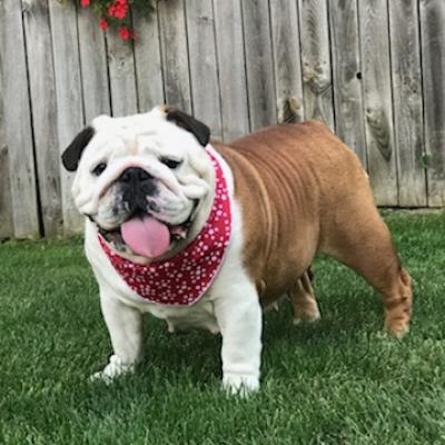 Bulldogs For Sale | Sheryl Star English Bulldogs | Michigan Dog Breeder